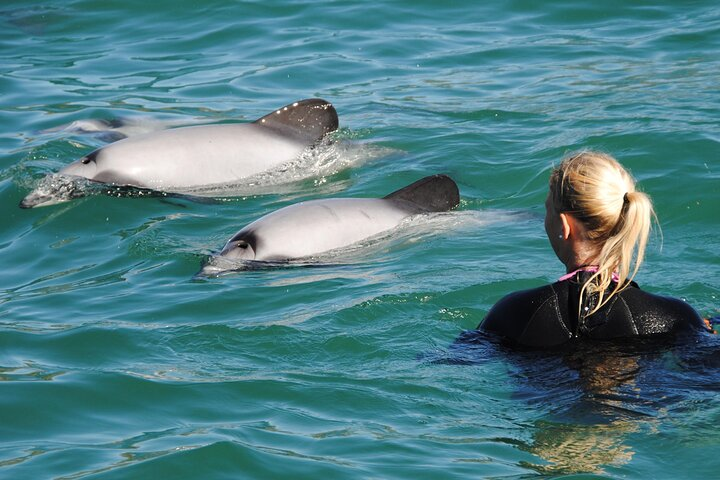 Akaroa Swim with Dolphins Tour from Christchurch - Photo 1 of 7